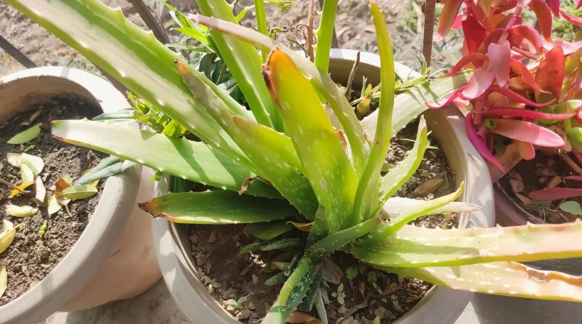 Container-grown Yellow Green Aloe plant