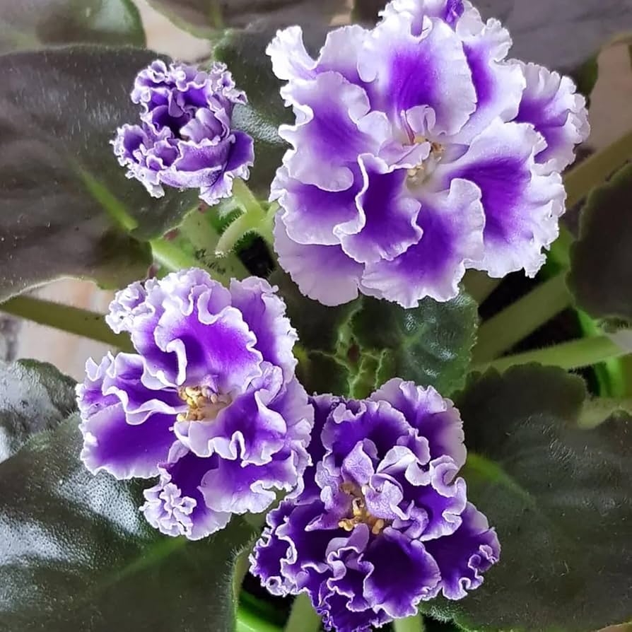 Saintpaulia White Violet Flowers in Indoor Garden