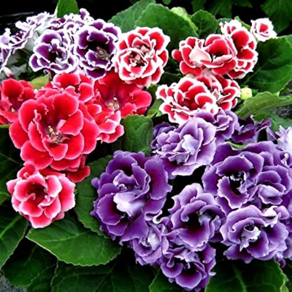 Indoor Red White Gloxinia Plant in Pot