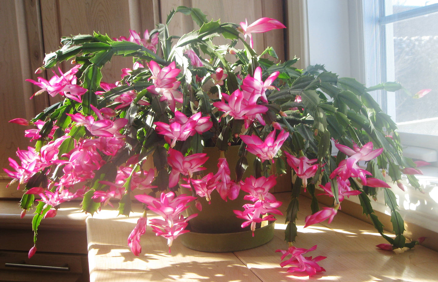 Mixed Schlumbergera in Indoor Container
