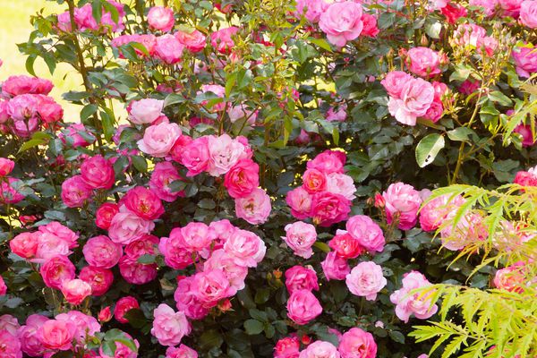 Indoor Rainbow Rose Plants in Decorative Containers