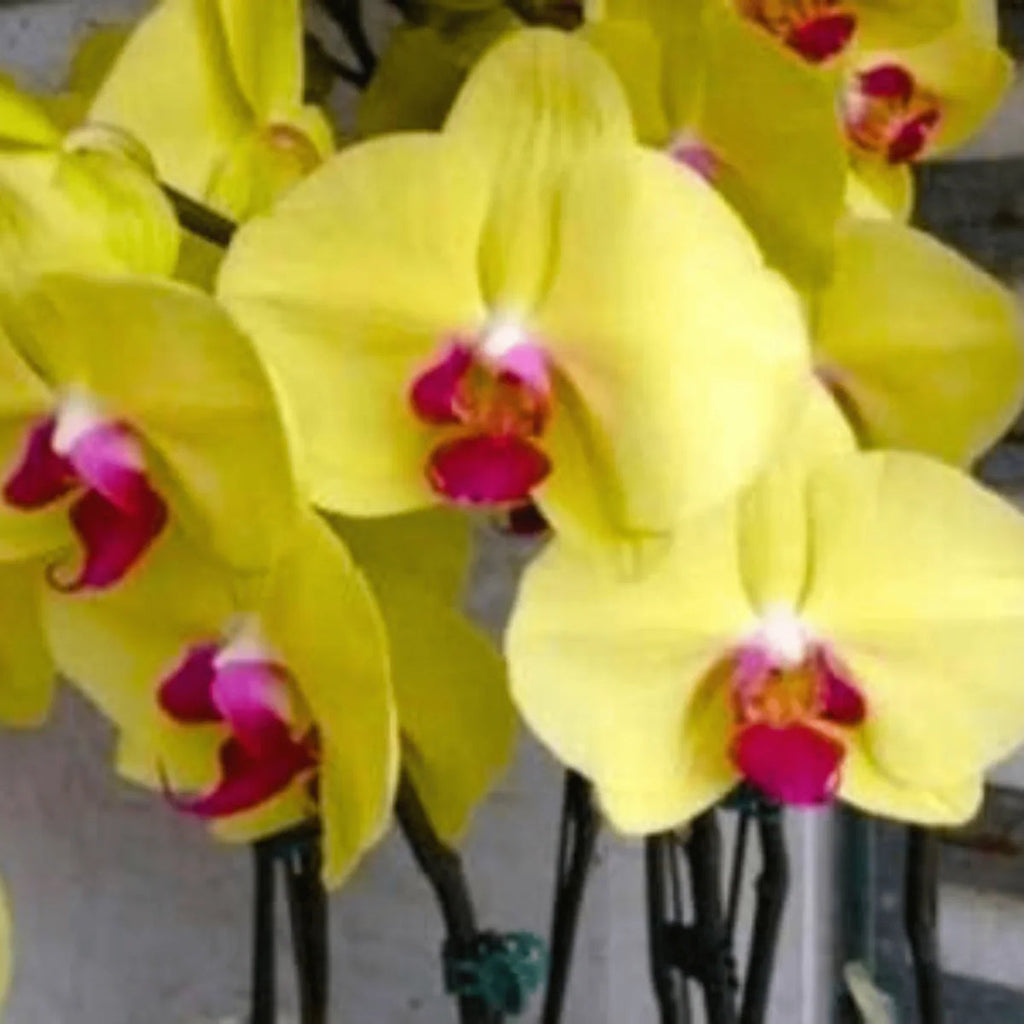 Yellow Phalaenopsis Orchid Flower seeds for Planting Easy to Grow, Heirloom & GMO Free Seeds for Home Garden seeds for planting