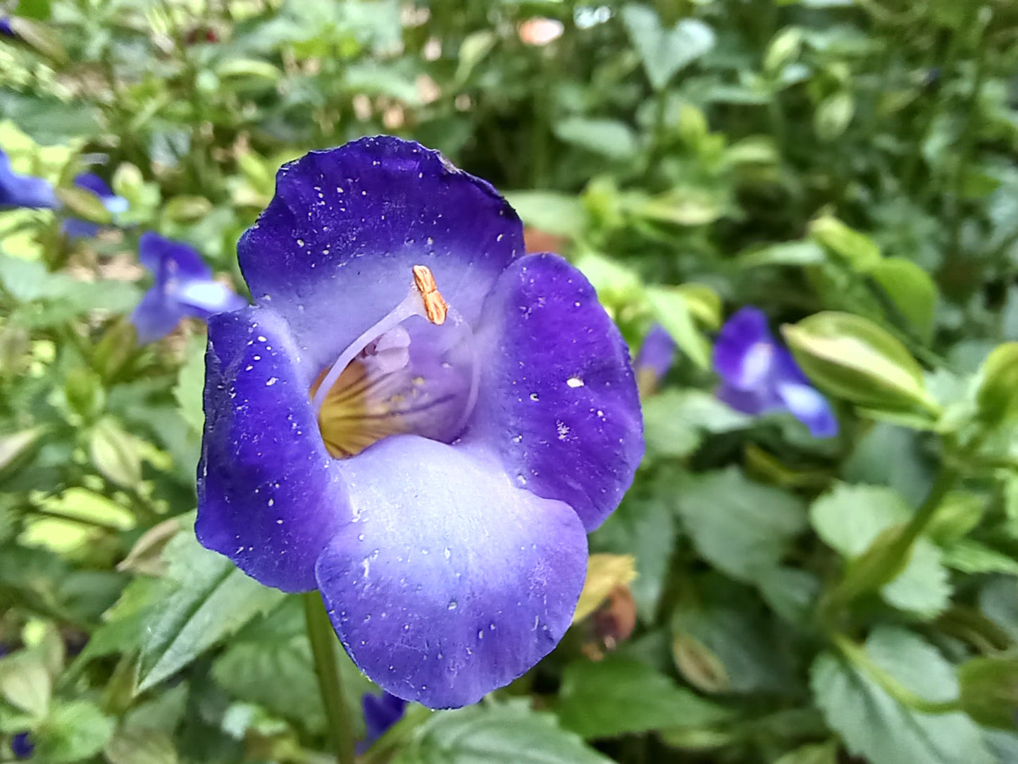 Torenia Flower seeds for Planting Colorful Display Heirloom & GMO Free Seeds for Home Garden