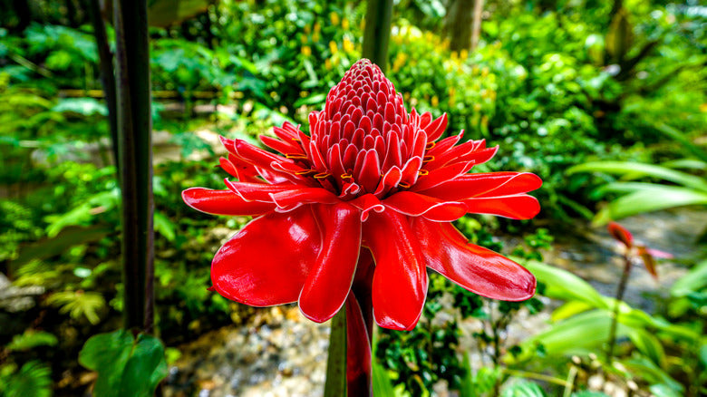 Rainbow Torch Ginger Flower seeds for Planting Premium Quality, Heirloom & GMO Free Seeds for Home Garden seeds for planting