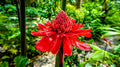 Rainbow Torch Ginger Flower seeds for Planting Premium Quality, Heirloom & GMO Free Seeds for Home Garden seeds for planting