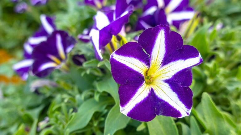 Petunia Flower Seeds For Planting - Blue & White Vibrant Displays