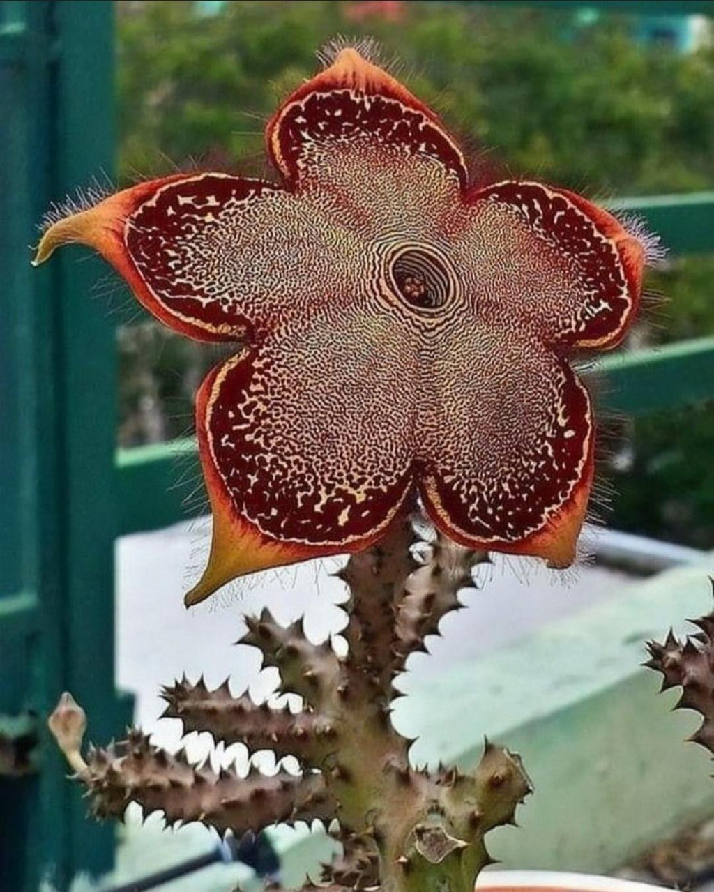 Edithcolea Flower seeds for Planting Seasonal Bloomer, Heirloom & GMO Free Seeds for Home Garden vegetable and garden seeds