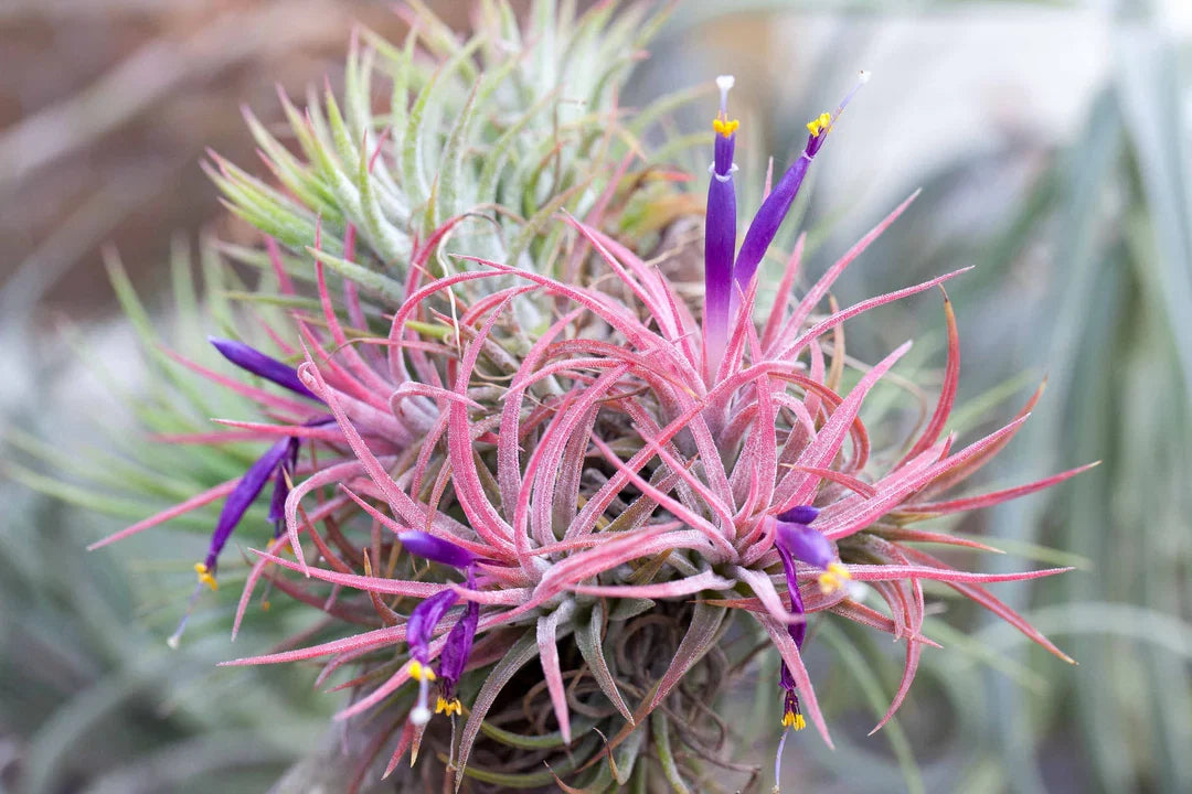 Tillandsia Ionantha Flower seeds for Planting Vibrant Colors Heirloom & GMO Free Seeds for Home Garden