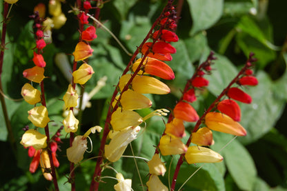 Mina Lobata Flower seeds for Planting Bright Blooms Heirloom & GMO Free Seeds for Home Garden