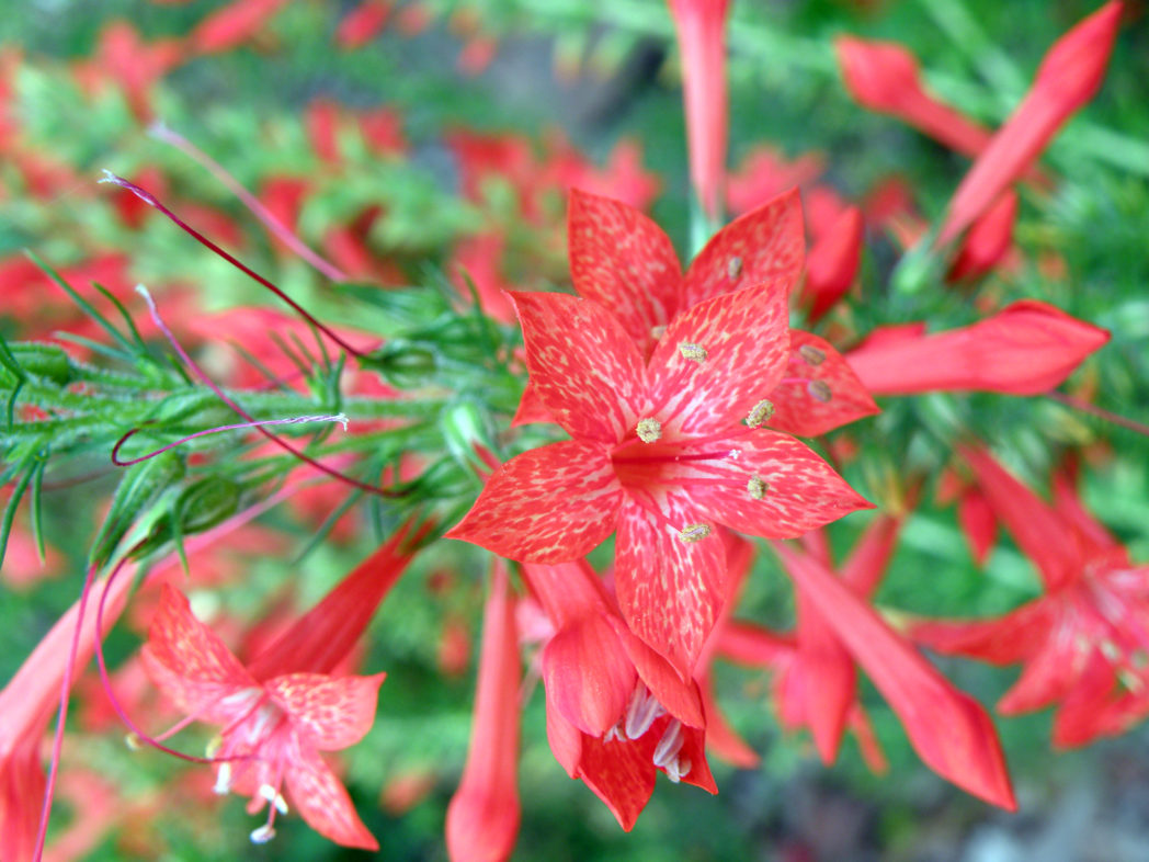 Standing Cypress Flower seeds for Planting Cottage Garden Essential Heirloom & GMO Free Seeds for Home Garden
