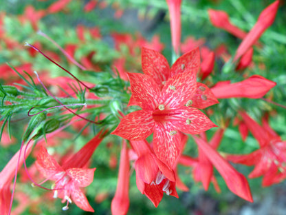 Standing Cypress Flower seeds for Planting Cottage Garden Essential Heirloom & GMO Free Seeds for Home Garden