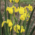Flag Flower seeds for Planting Wildflower Mix, Heirloom & GMO Free Seeds for Home Garden seeds for planting