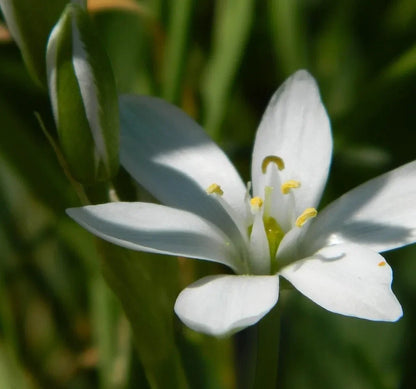 Irish Moss Flower seeds for Planting Garden Favorite Heirloom & GMO Free Seeds for Home Garden