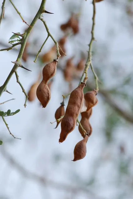 Desert Ironwood Tree Seeds – Heirloom Non-GMO Seeds for Home Garden Planting