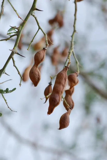 Desert Ironwood Tree Seeds – Heirloom Non-GMO Seeds for Home Garden Planting