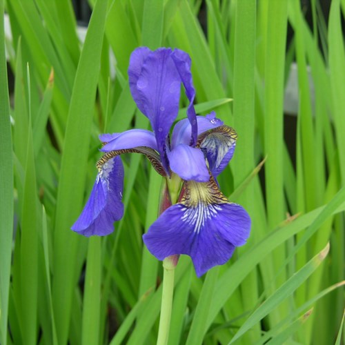 Japanese Iris Flower seeds for Planting - Vibrant Colors, Heirloom & GMO Free Seeds for Home Garden