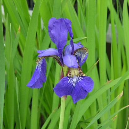 Japanese Iris Flower seeds for Planting - Vibrant Colors, Heirloom & GMO Free Seeds for Home Garden