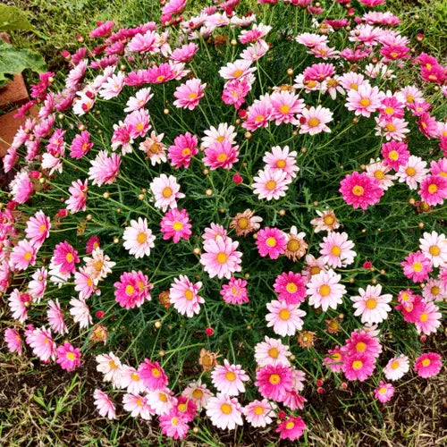 Premium Mixed Argyranthemum Flower seeds for Planting Cut Flower Favorite, Heirloom & GMO Free Seeds for Home Garden seeds