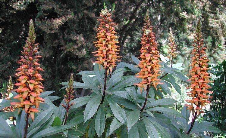 Isabelliana Flower seeds for Planting Colorful Display Heirloom & GMO Free Seeds for Home Garden