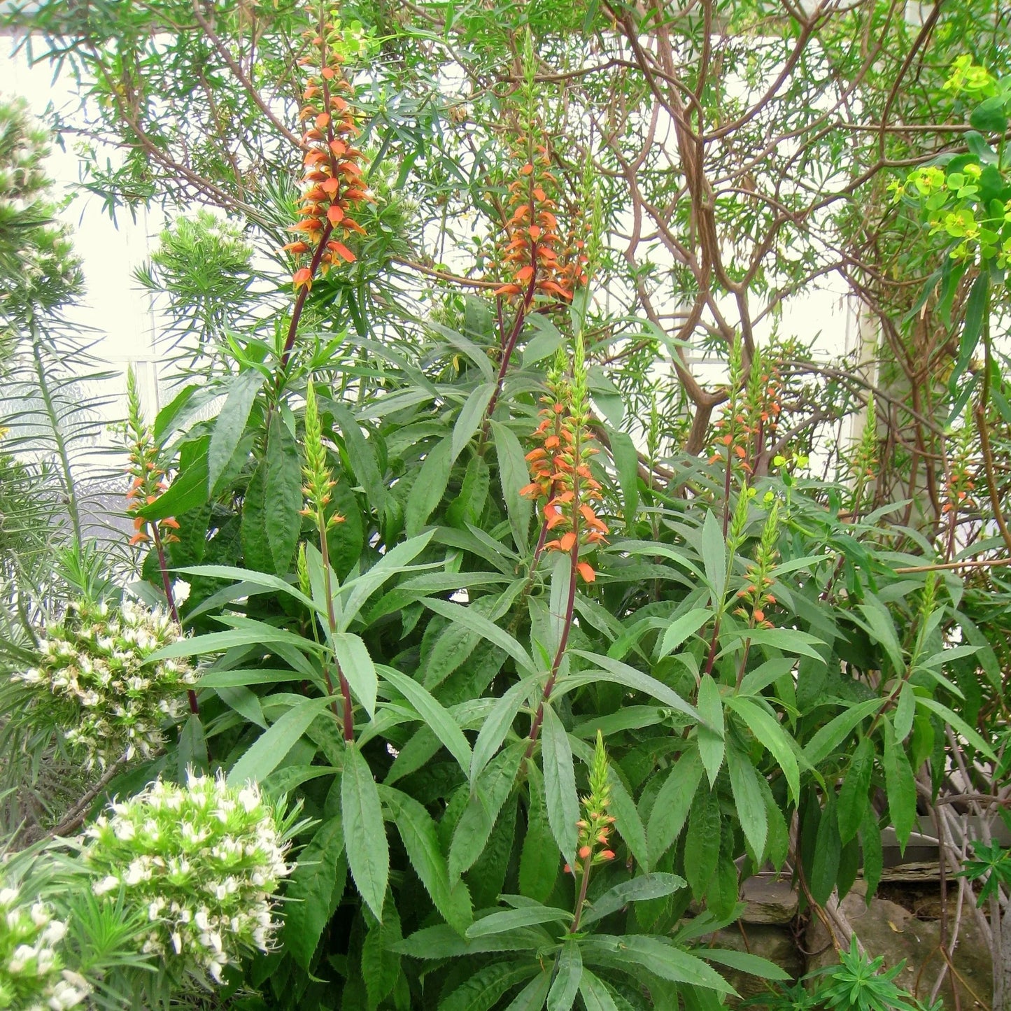 Isabelliana Flower seeds for Planting Colorful Display Heirloom & GMO Free Seeds for Home Garden
