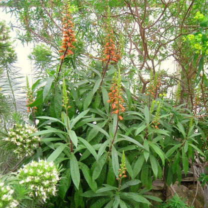 Isabelliana Flower seeds for Planting Colorful Display Heirloom & GMO Free Seeds for Home Garden