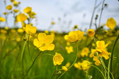 Meadow Buttercup Flower seeds for Planting Long Bloom Season Heirloom & GMO Free Seeds for Home Garden