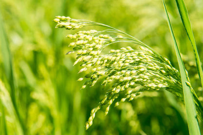 White Proso Millet Flower seeds for Planting - Cottage Garden Essential, Heirloom & GMO Free Seeds for Home Garden
 
 Sale seeds for home garden