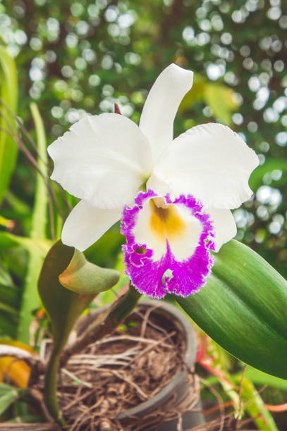 Premium Cattleya Flower seeds for Planting Low Maintenance, Heirloom & GMO Free Seeds for Home Garden seeds