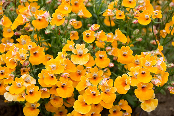 Premium Yellow Nemesia Flower seeds for Planting Colorful Display, Heirloom & GMO Free Seeds for Home Garden seeds