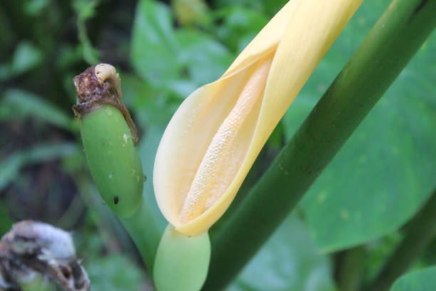 Heirloom Colocasia Flower seeds for Planting Bright Blooms Heirloom & GMO Free Seeds for Home Garden