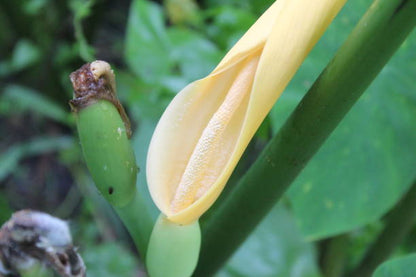 Heirloom Colocasia Flower seeds for Planting Bright Blooms Heirloom & GMO Free Seeds for Home Garden