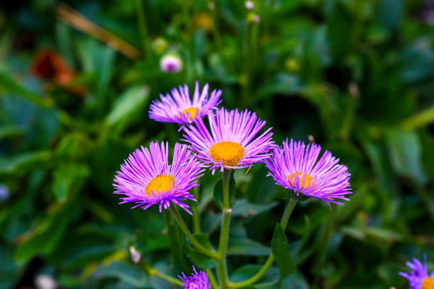 Lavender Erigeron Flower seeds for Planting Drought Tolerant, Heirloom & GMO Free Seeds for Home Garden vegetable and garden seeds