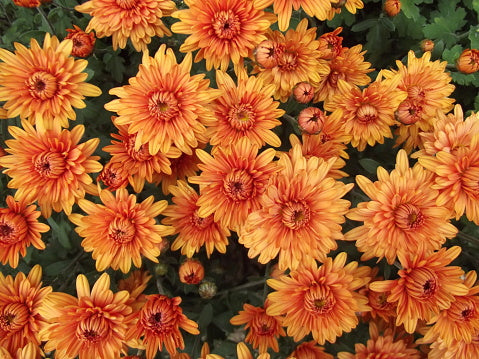 High quality Chrysanthemum Flower seeds for Planting Bright Blooms, Heirloom & GMO Free Seeds for Home Garden seeds pack