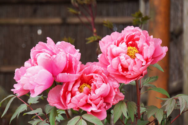 Suffruticosa Flower seeds for Planting Compact Growth Heirloom & GMO Free Seeds for Home Garden