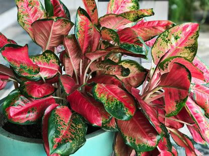 Aglaonema Flower seeds for Planting Cottage Garden Essential Heirloom & GMO Free Seeds for Home Garden