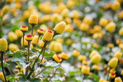 Acmella Flower seeds for Planting Garden Favorite Heirloom & GMO Free Seeds for Home Garden