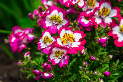 Heirloom Schizanthus Flower seeds for Planting Shade Tolerant Heirloom & GMO Free Seeds for Home Garden