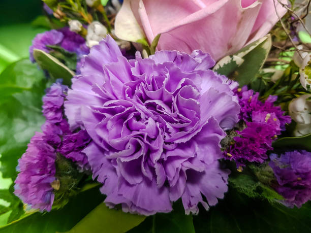 Lavender Carnation Flower seeds for Planting Wildflower Mix, Heirloom & GMO Free Seeds for Home Garden vegetable and garden seeds