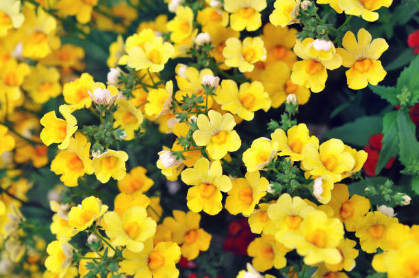Yellow Nemesia Flower seeds for Planting Colorful Display, Heirloom & GMO Free Seeds for Home Garden seeds for planting