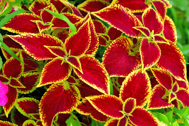 Light Yellow & Pink Coleus Flower seeds for Planting Cut Flower Favorite, Heirloom & GMO Free Seeds for Home Garden vegetable and garden seeds