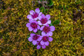 Purple Saxifraga Arendsii Flower seeds for Planting Compact Growth, Heirloom & GMO Free Seeds for Home Garden seeds for planting