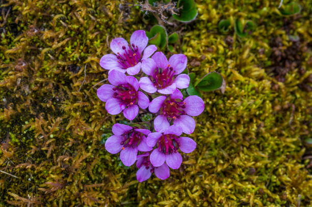 Purple Saxifraga Arendsii Flower seeds for Planting Compact Growth, Heirloom & GMO Free Seeds for Home Garden seeds for planting