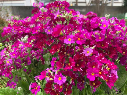 Heirloom Primula Malacoides Flower seeds for Planting Perfect for Borders Heirloom & GMO Free Seeds for Home Garden