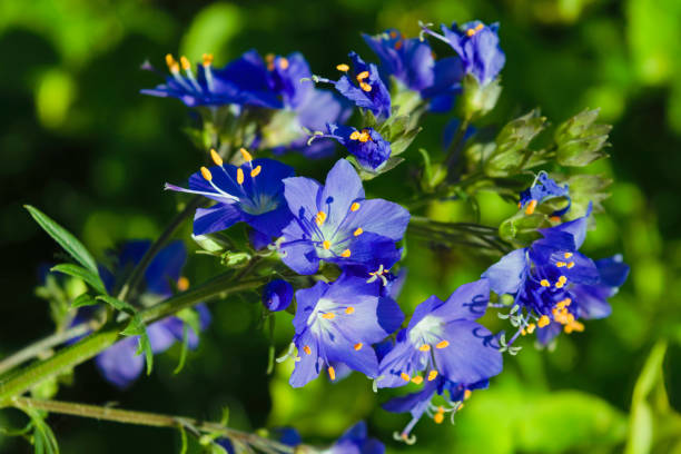 Blue Polemonium Flower seeds for Planting Sun Loving, Heirloom & GMO Free Seeds for Home Garden vegetable and garden seeds