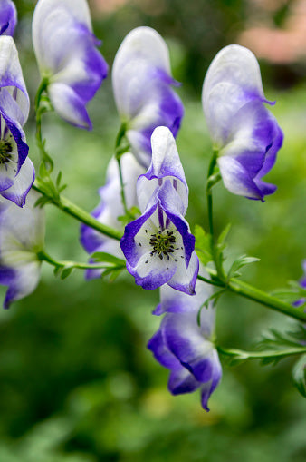 Blue Aconitum Flower seeds for Planting Sun Loving, Heirloom & GMO Free Seeds for Home Garden vegetable and garden seeds