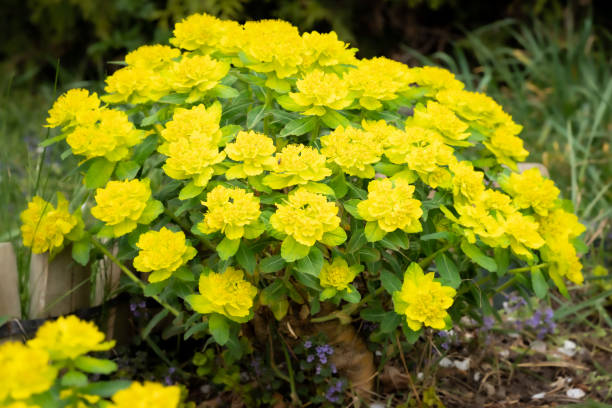 High quality Yellow Euphorbia Polychroma Flower seeds for Planting Wildflower Mix, Heirloom & GMO Free Seeds for Home Garden seeds pack