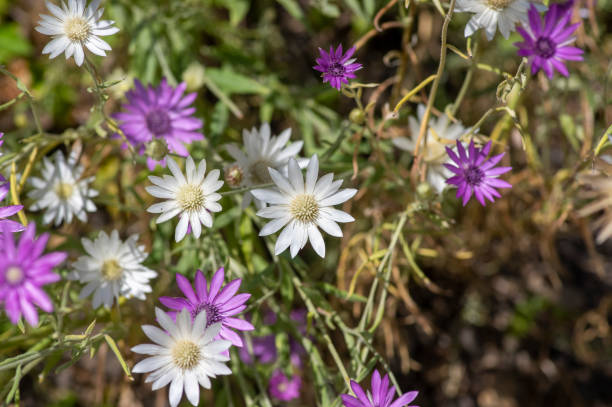 Premium Xeranthemum annum Flower seeds for Planting Easy to Grow, Heirloom & GMO Free Seeds for Home Garden seeds
