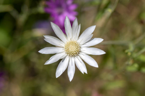 Xeranthemum annum Flower seeds for Planting Easy to Grow, Heirloom & GMO Free Seeds for Home Garden vegetable and garden seeds