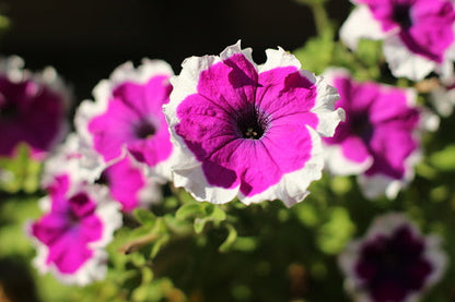 Violet & White Petunia Flower seeds for Planting - Compact Growth, Heirloom & GMO Free Seeds for Home Garden