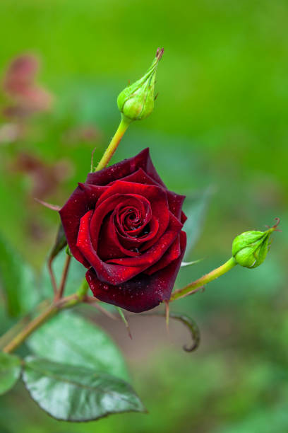High quality Deep Red Rose Flower seeds for Planting Garden Favorite, Heirloom & GMO Free Seeds for Home Garden seeds pack